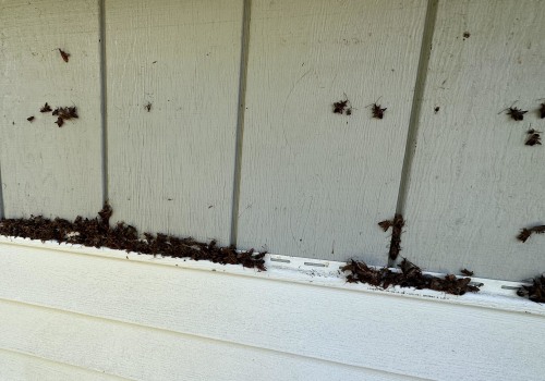 How to Protect Your Siding from Pest and Insect Damage